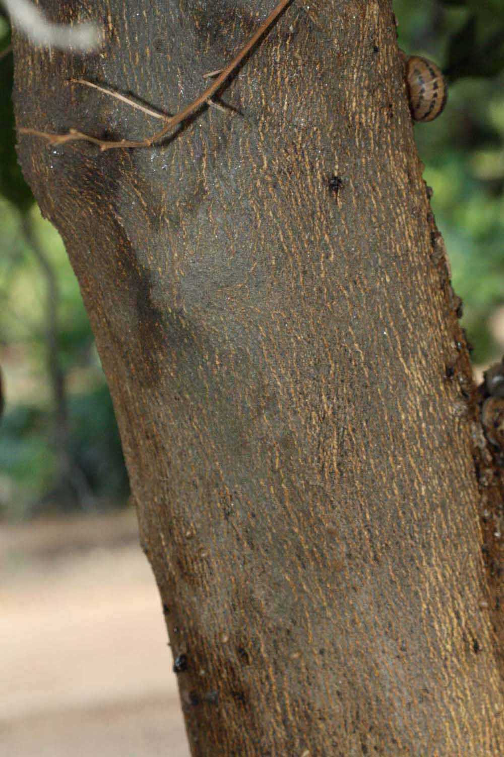            Bark (Riverside, CA)   